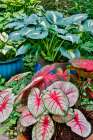 USA, Washington State, Sammamish. Garden with flower pots of caladiums and hosta Art Print